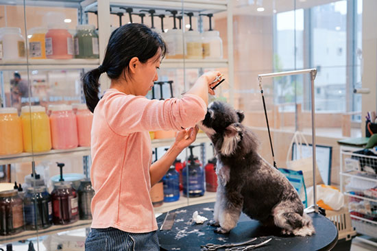 【重磅预告】NGKC第521届宠物护理与美容职业技能等级大赛10月16日在甘肃新东方高级技工学校开赛！