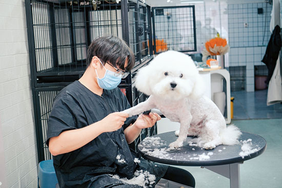 【重磅预告】NGKC第521届宠物护理与美容职业技能等级大赛10月16日在甘肃新东方高级技工学校开赛！